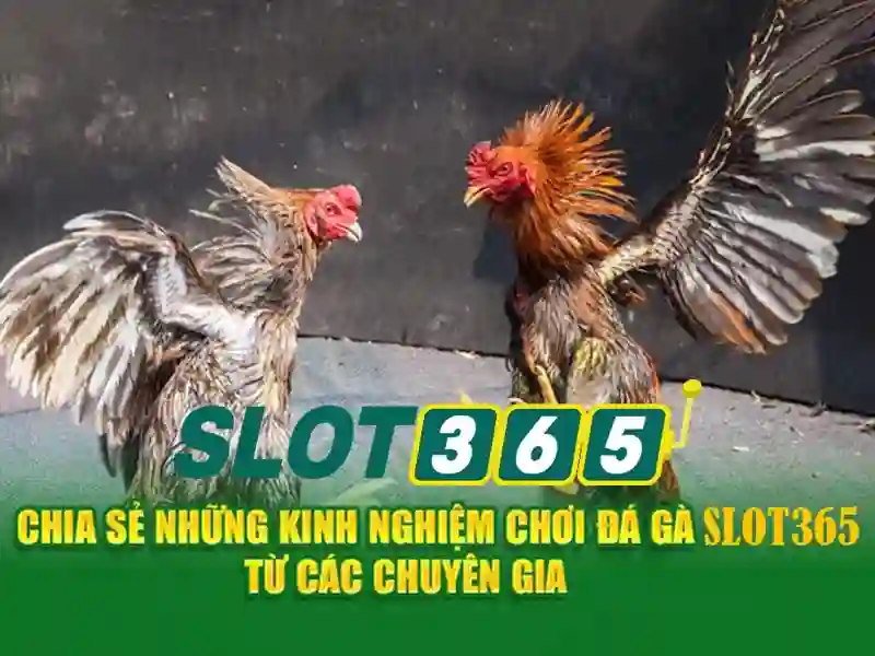 Các sản phẩm và dịch vụ cốt lõi: xoay quanh slot365 ứng dụng thực tế