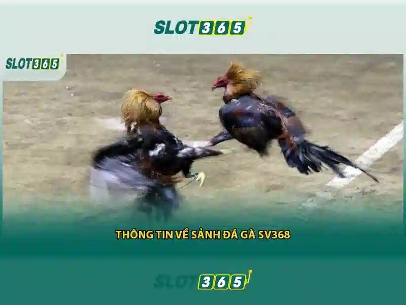 Slot365 – Nền tảng trò chơi trực tuyến nổi bật
